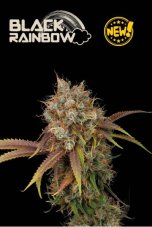 Seedstockers Black Rainbow Feminized Seeds