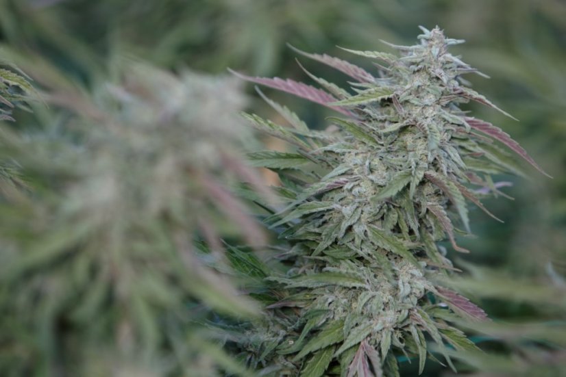 Purple Trainwreck - feminizovaná semína 3ks Humboldt