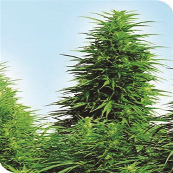 Ruderalis Skunk - semínka 10 ks standardizovaná Sensi Seeds