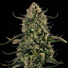 Silent Seeds Mac Dawg XXL Auto samonakvétací semena