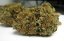 OG Kush - feminizovaná semienka 5ks Humboldt