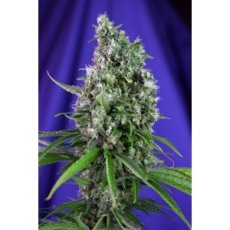 Sweet Trainwreck Auto - feminizované a autoflowering semienka 5ks Sweet Seeds