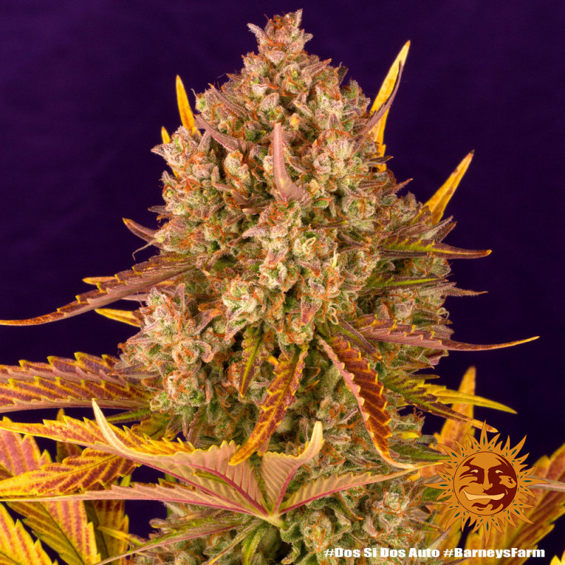 Dos Si Dos Auto - autoflowering semena marihuany 3 ks Barney´s Farm