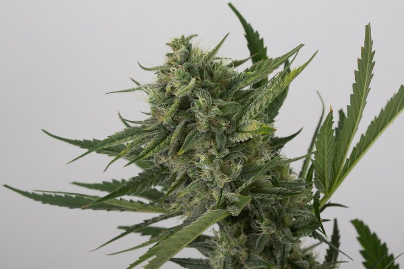 OG Kush Auto - fem. i nasiona autoflowering 5szt. Humboldt