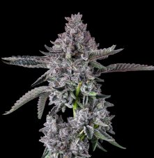 Maven Genetics Diamond Lotus Feminized Seeds, 6 pcs