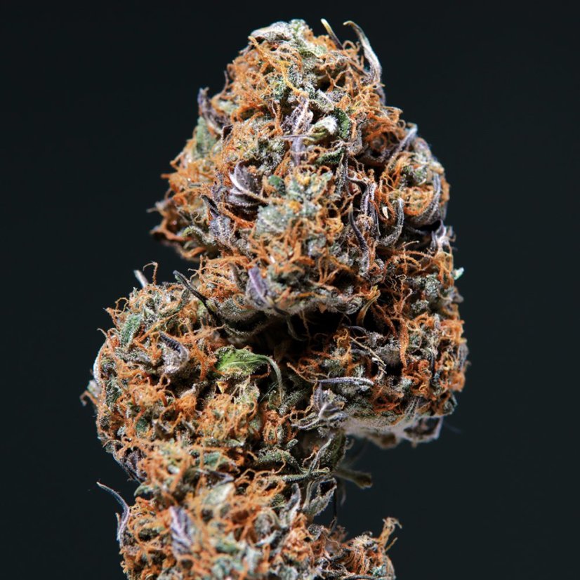Deimos Auto - feminizované semená, 3 ks, Buddha Seeds