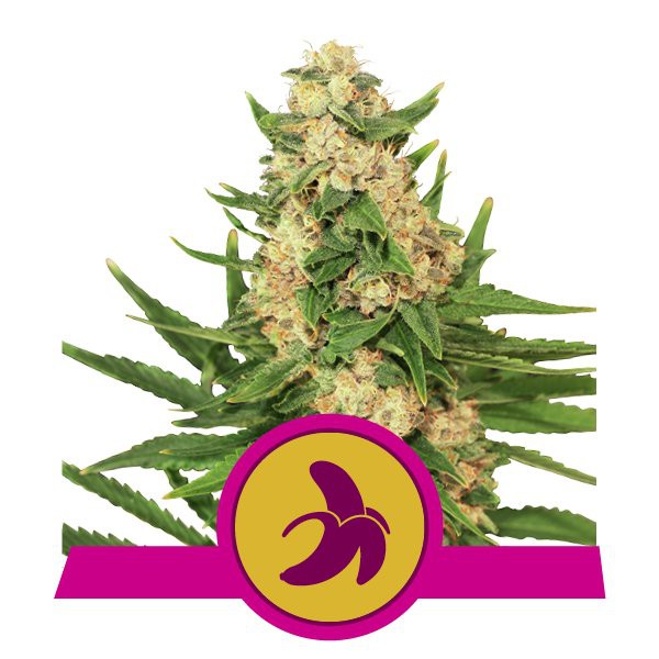 Fat Banana - feminizované semienka 10 ks Royal Queen Seeds