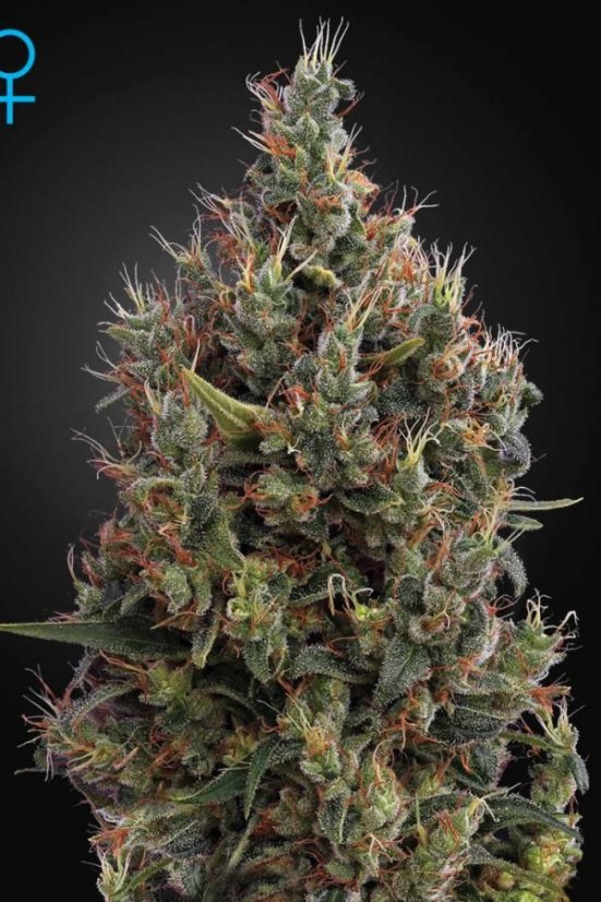 Big Bang Autoflowering - samonakvitacie semienka 10 ks  Green House Seeds