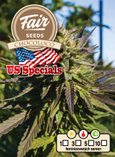 Fair Seeds Chocoloco feminisierte Samen