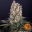 Blueberry OG - feminisierte Marihuana-Samen 10 Stück Barney's Farm