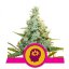 AMG - Amnesia Mac Ganja feminizované semená 3 ks Royal Queen Seeds