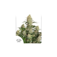 Auto Critical Orange Punch - autoflowering marijuana seeds, 7pcs Dutch Passion