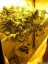 Jack 47 – feminizované semienka 10 ks Sweet Seeds