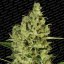 Delahaze - feminizované semená 5 ks Paradise Seeds