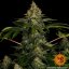 Shiskaberry - feminized marijuana seeds 3 pcs Barney´s Farm