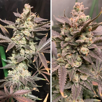 Skywalker Haze® - feminizovaná semienka 3ks Dutch Passion