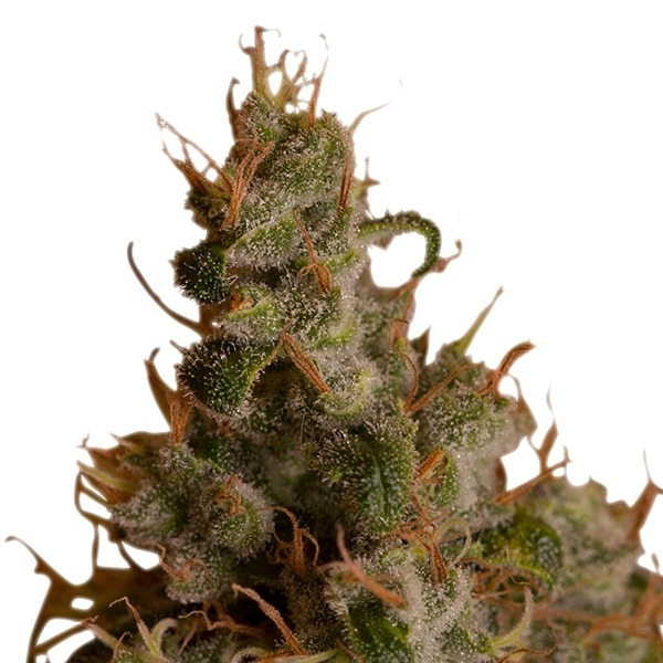 White Widow - feminizovaná semínka Royal Queen Seeds 3 ks