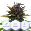 Auto Purple CBD - self-flowering seeds Cannapio Premium 5 pcs