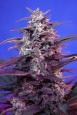 Bloody Skunk Auto - fem. a autoflowering semienka 5ks Sweet Seeds