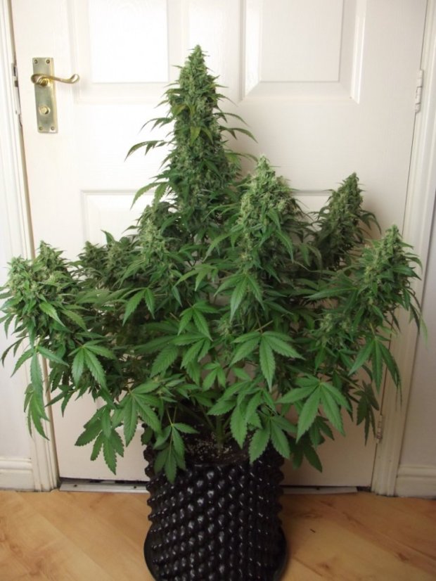 AutoDurban Poison®- samonakvétací semínka 7ks Dutch Passion