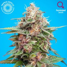 Tropical Seeds Bisho Purple feminisierte Samen