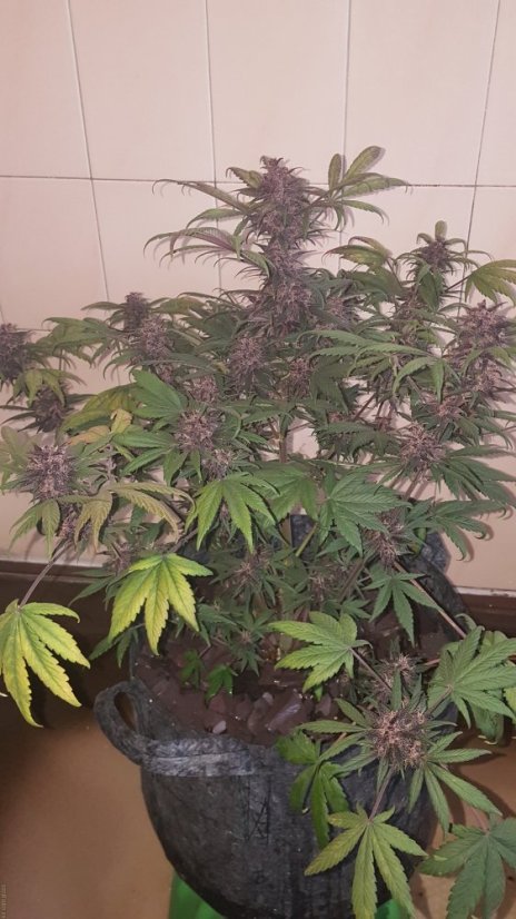 Black Cream Auto - feminizovaná a samonakvétací semínka 5ks Sweet Seeds