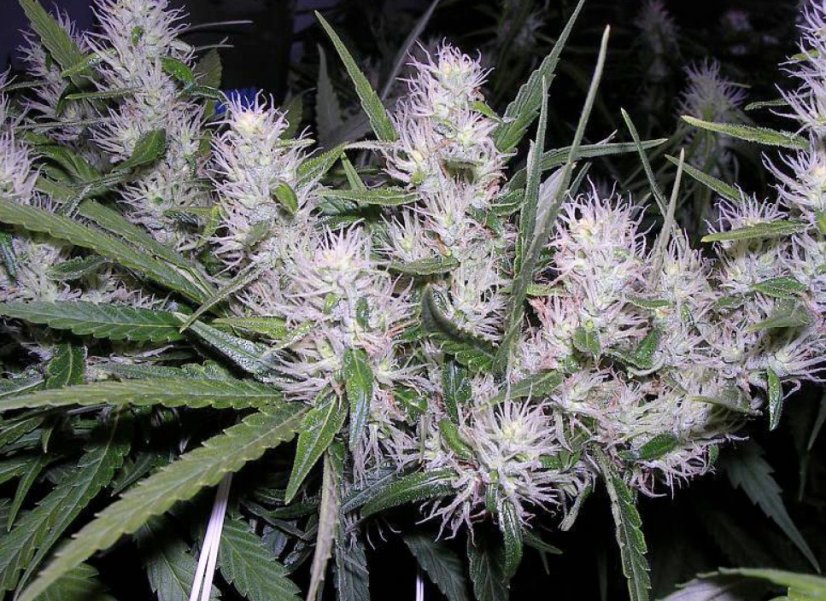 Master Kush - feminizovaná semena 10 ks Dutch Passion