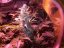 Cream Caramel – feminizované semienka 10ks Sweet Seeds