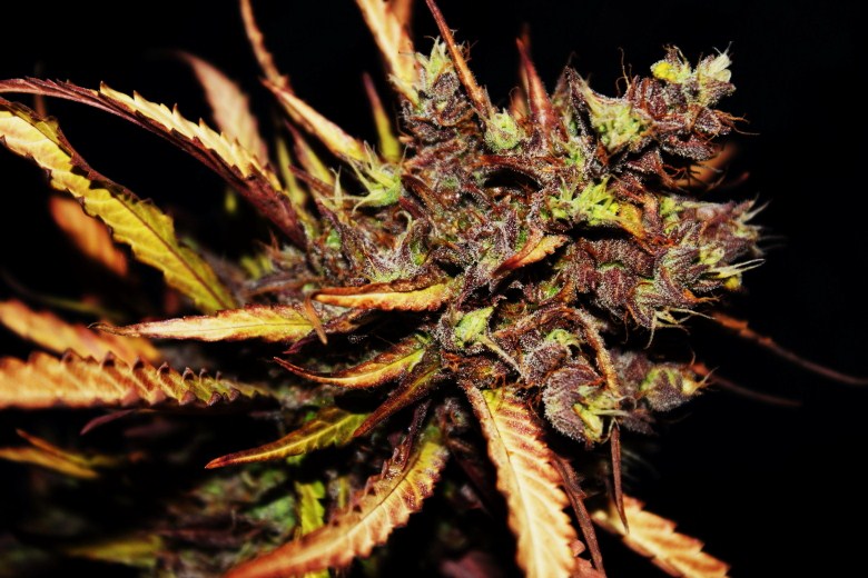 Cream Caramel Auto – samokvitnúce semená 10 ks Sweet Seeds