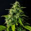 DC Cure 1:1 - autoflowering seeds 5 pcs, Doctor's Choice