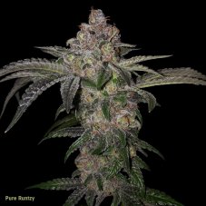 T.H. Seeds Pure Runtzy feminizované semená