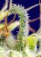 Green Poison CBD - feminisierte Hanfsamen 5 Stück Sweet Seeds