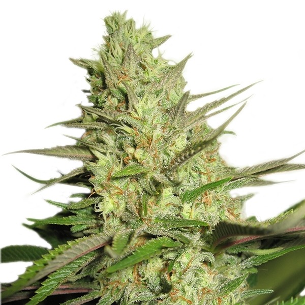 Special Queen n. 1 - feminizovaná semínka 10 ks Royal Queen Seeds