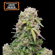 Jack Herer Feminizované Semená - 3