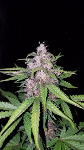 Purple Kush CBD 1:1 Auto - autoflowering seeds 5 pcs Seedsman