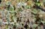Bubba Kush - feminizovaná semienka 3ks Humboldt