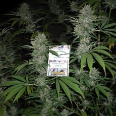 Durban Poison - feminizovaná semienka 10 ks Dutch Passion