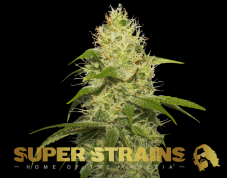 Super Strains La Jefa Feminized Seeds