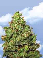 Flying Dutchmen Edelweiss nasiona feminizowane