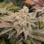 Kerosene Krash - feminized seeds 10 pcs Dutch Passion