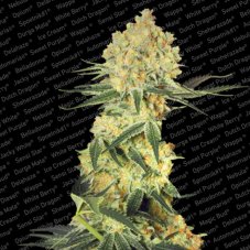 Auto Wappa - feminized And autoflowering seeds 3 pcs Paradise Seeds