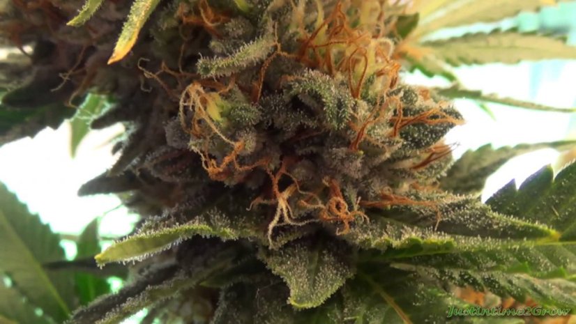 Chemdawg - feminizovaná semienka 5ks Humboldt