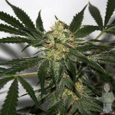 Early Queen x Afghan Haze - reguläre Samen 18 Stück Mr. Nice