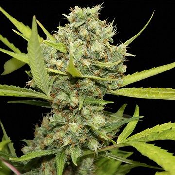 Pineapple Chunk – feminizovaná semínka 3 ks Barney's Farm