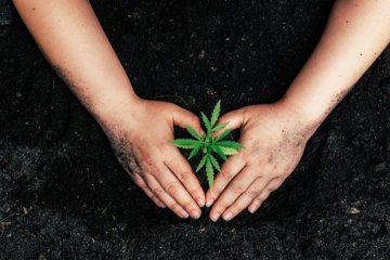 Jak pěstovat autoflowering semena – kompletní průvodce týden po týdnu