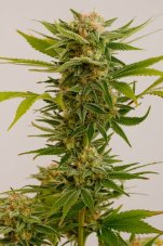 Sour Diesel 2 - standardizovaná semínka 10ks Humboldt