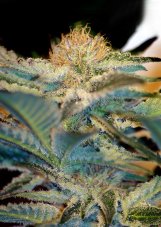 Mohan Ram - feminized seeds 3 pcs Sweet Seeds