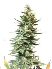 Amnesia Fast - feminized seeds 5 pcs Seedsman