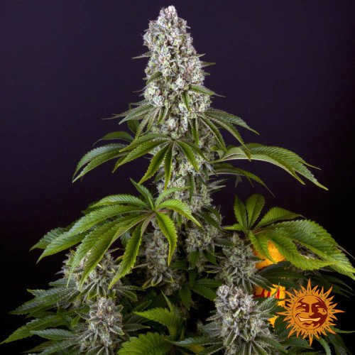 Tropicanna Banana - feminized marijuana seeds 10 pcs Barney´s Farm