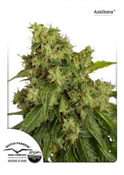 AutoXtreme® - autoflowering Seeds 3 pcs Dutch Passion